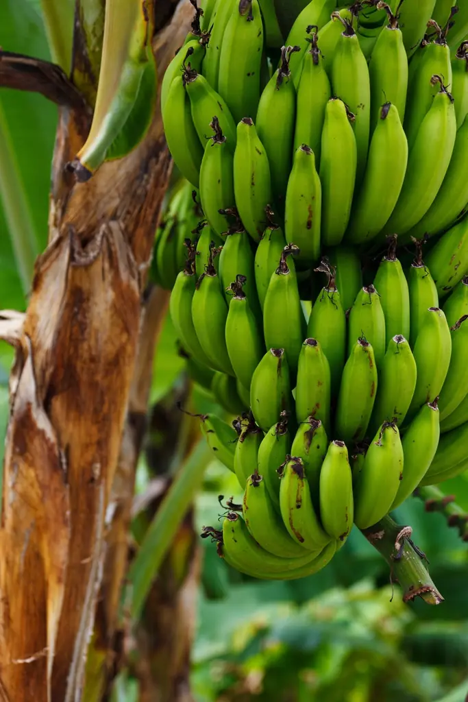 A bunch of green bananas
